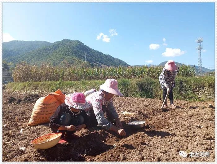 致富种植蚕豆图片_致富种植蚕豆视频_蚕豆种植致富经