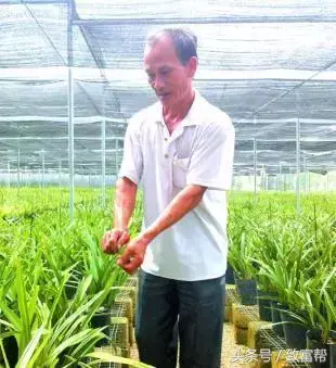 福建香菜多少钱一斤_福建种植香菜致富_香菜种植年赚百万