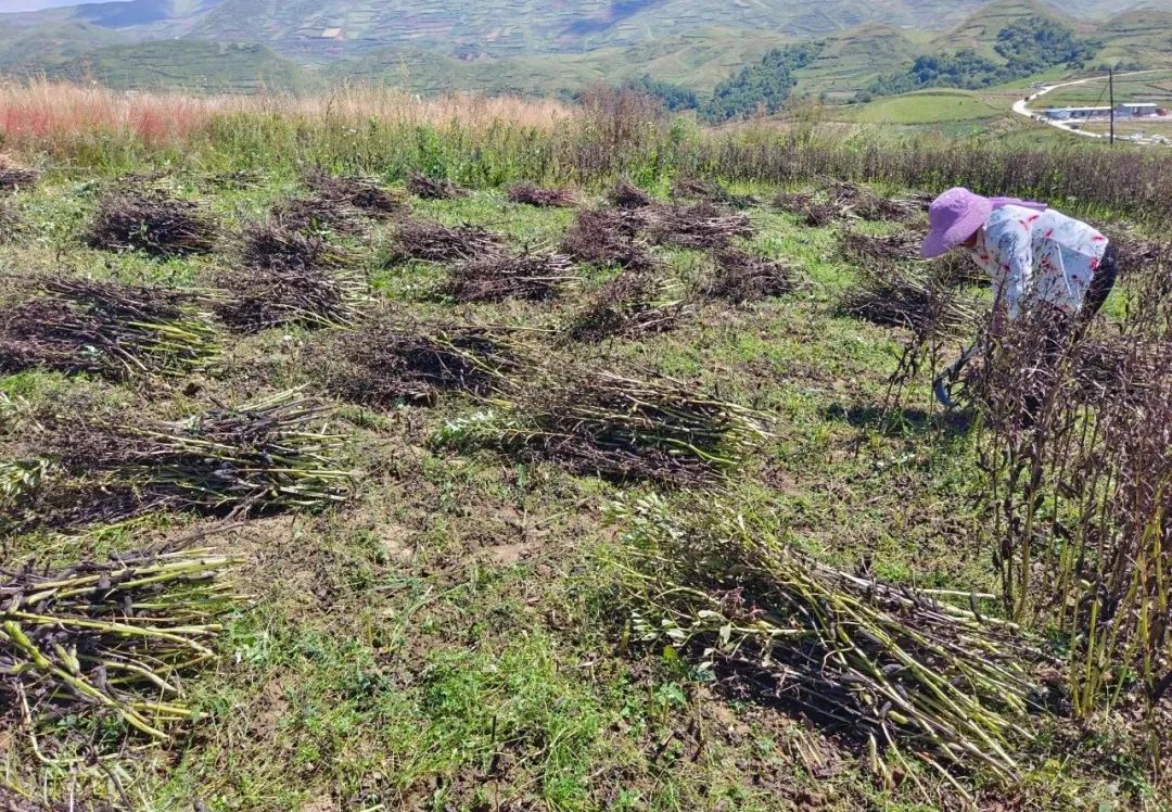 蚕豆种植致富经_致富种植蚕豆图片_种植蚕豆赚钱吗