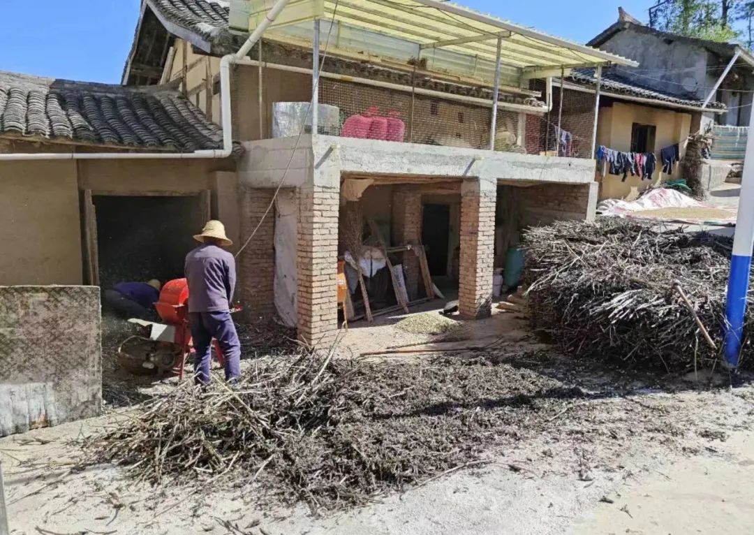 蚕豆种植致富经_致富种植蚕豆图片_种植蚕豆赚钱吗