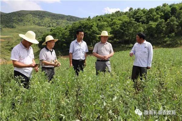 礼县蚕豆，贫困片区脱贫致富的又一大产业