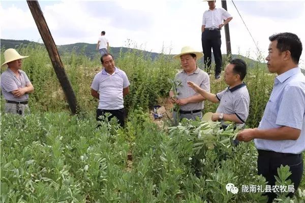 蚕豆种植致富经_致富种植蚕豆视频_蚕豆种植收益