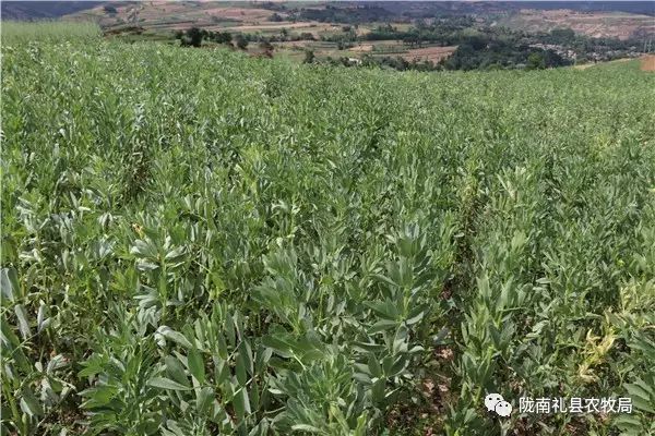 蚕豆种植致富经_蚕豆种植收益_致富种植蚕豆视频