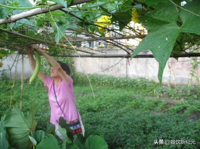 香菜种植年赚百万_福建种植香菜致富_致富经香菜种植视频