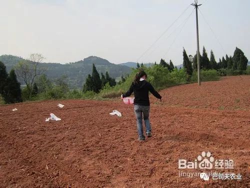 地膜花生的种植技术_花生种植地膜技术视频_花生种植地膜覆盖视频