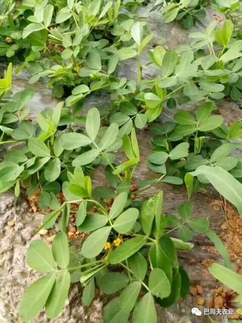 花生种植地膜技术视频_地膜花生的种植技术_花生种植地膜覆盖视频