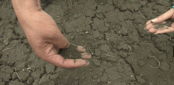 紫苏种植致富典型_紫苏种植赚钱吗_种植紫苏的经济效益