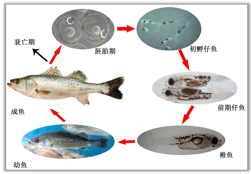 养殖最新鲈鱼技术要求_养殖最新鲈鱼技术视频_鲈鱼最新养殖技术