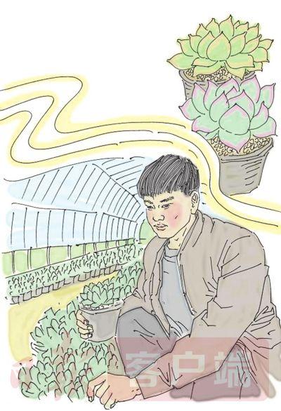 农民种植铁树致富_致富种植农民铁树图片_铁树种植视频