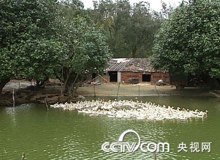 致富经海鸭_钦州茅尾海_致富经钦州海鸭视频