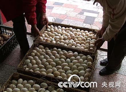 钦州茅尾海_致富经钦州海鸭视频_致富经海鸭