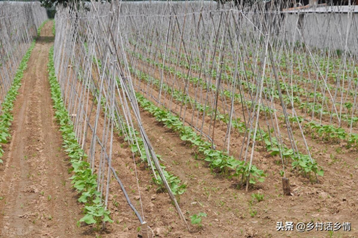 豆角高产六大要点和技巧，实用方法，掌握了豆角年年长得好结的多