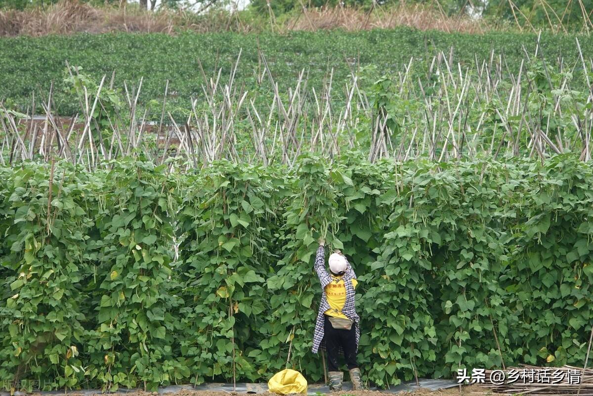 种子种植技术豆角怎么种_种豆角的技术视频_豆角种子种植技术