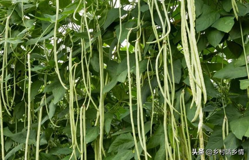 豆角种子种植技术_种豆角的技术视频_种子种植技术豆角怎么种