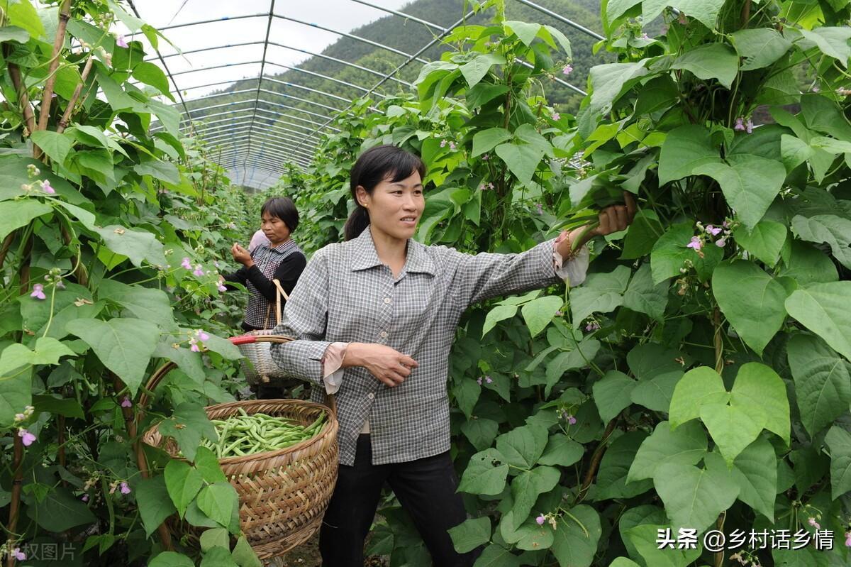 豆角种子种植技术_种豆角的技术视频_种子种植技术豆角怎么种