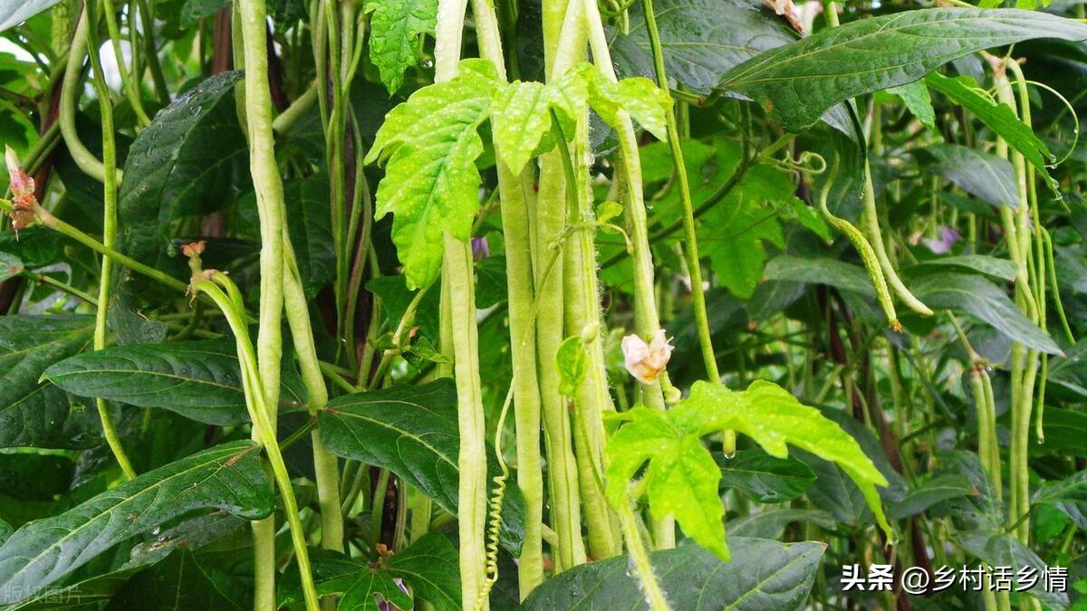 种豆角的技术视频_种子种植技术豆角怎么种_豆角种子种植技术