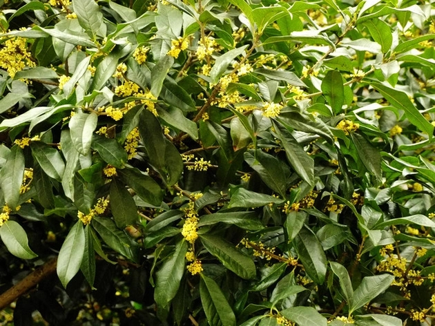 怎样种植桂花树