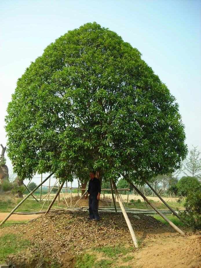 桂味种植技术_桂味种植方法_桂味种植后几年挂果