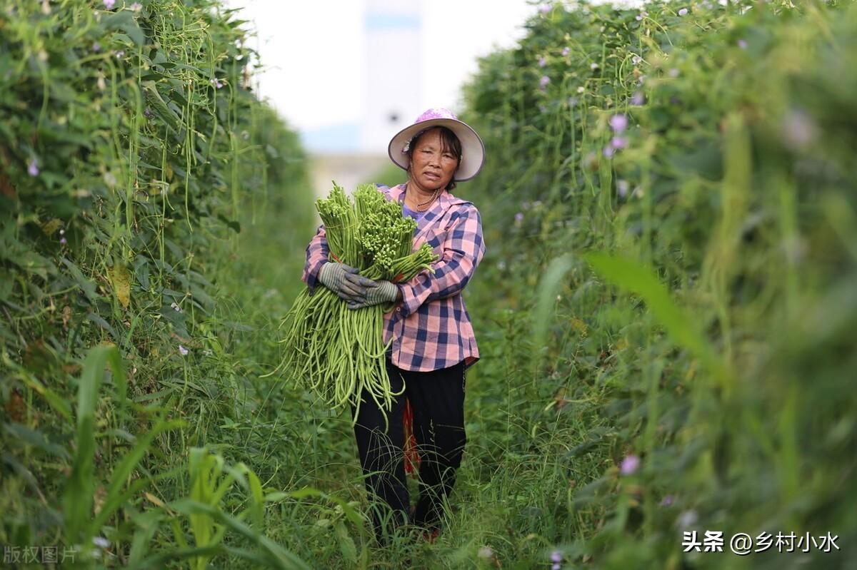 种子种植技术豆角技术要点_豆角种子种植技术_豆角种籽大全