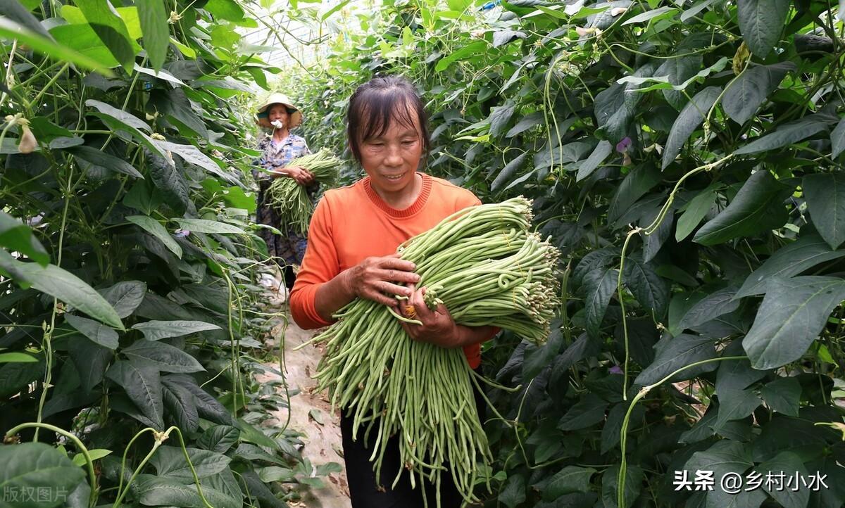 豆角种籽大全_种子种植技术豆角技术要点_豆角种子种植技术