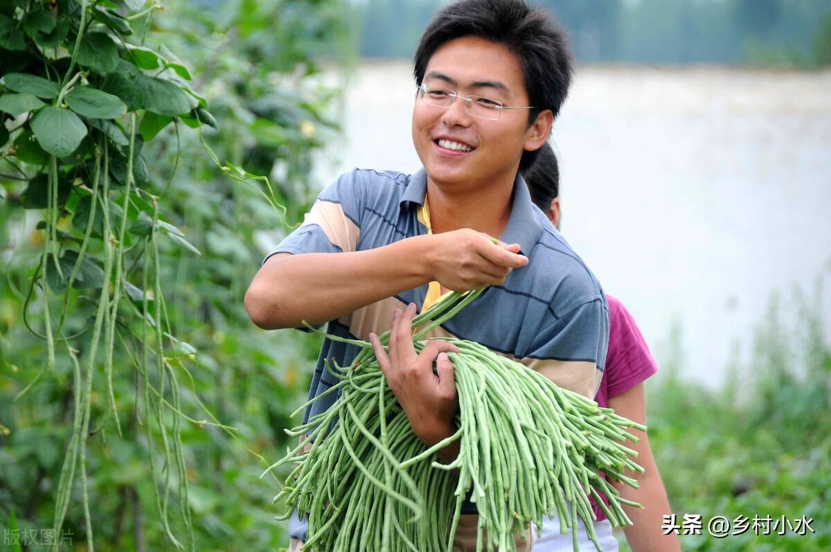 豆角种籽大全_豆角种子种植技术_种子种植技术豆角技术要点