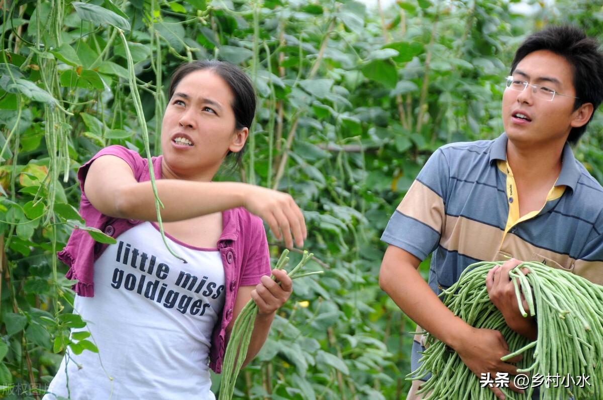 种子种植技术豆角技术要点_豆角种子种植技术_豆角种籽大全