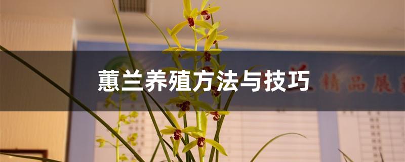 蕙兰养殖方法与技巧