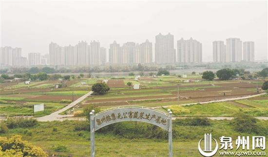 香菜基地种植_福建种植香菜致富_福建香菜价格