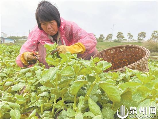 香菜基地种植_福建香菜价格_福建种植香菜致富