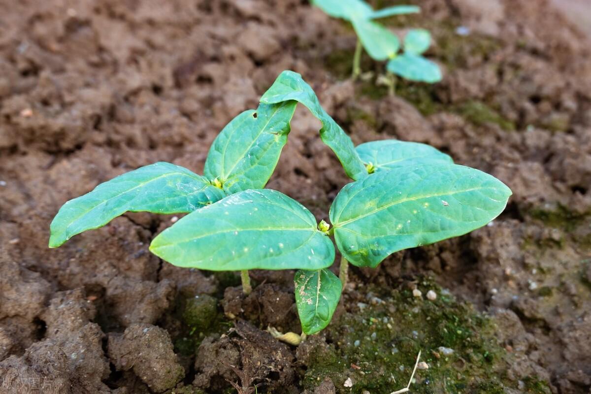 豆角种子种植技术_种子种植技术豆角技术要点_种豆角种子怎么种