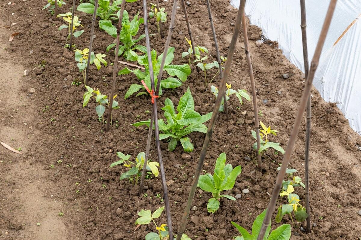 豆角种子种植技术_种豆角种子怎么种_种子种植技术豆角技术要点