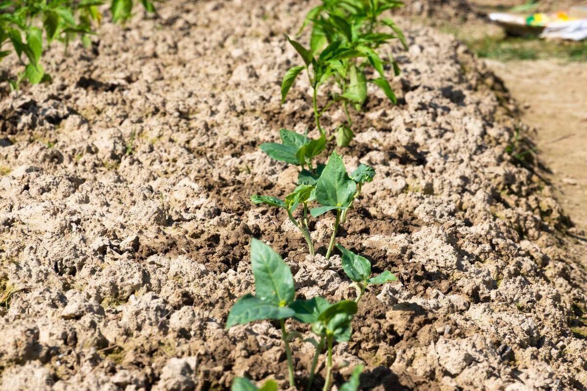 豆角种子种植技术_种子种植技术豆角技术要点_种豆角种子怎么种