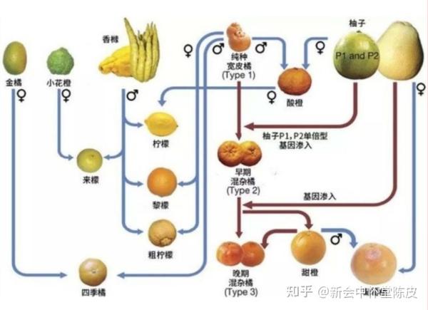 柑橘创业_柑橘投资_柑橘的致富经专访