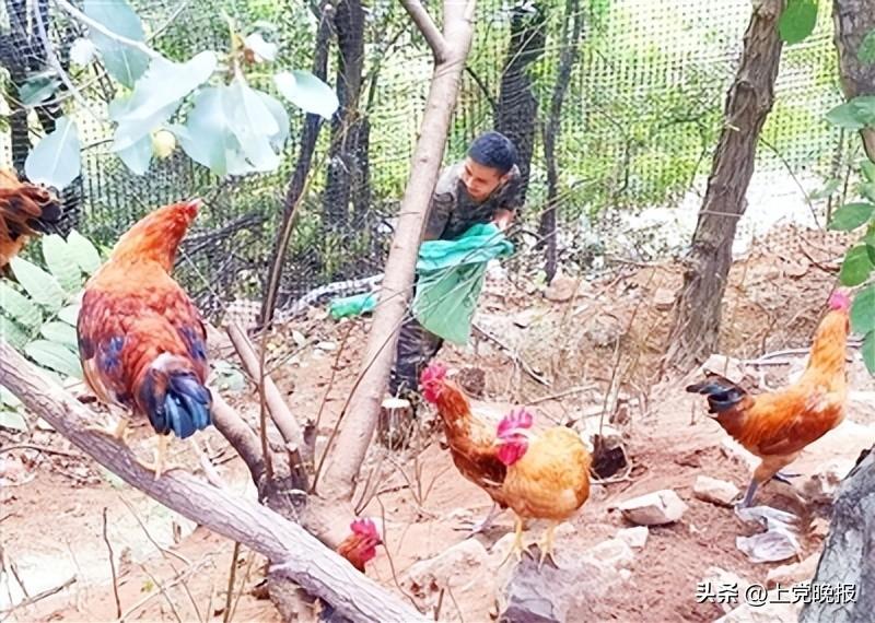 申林：林下养土鸡 拓展致富路