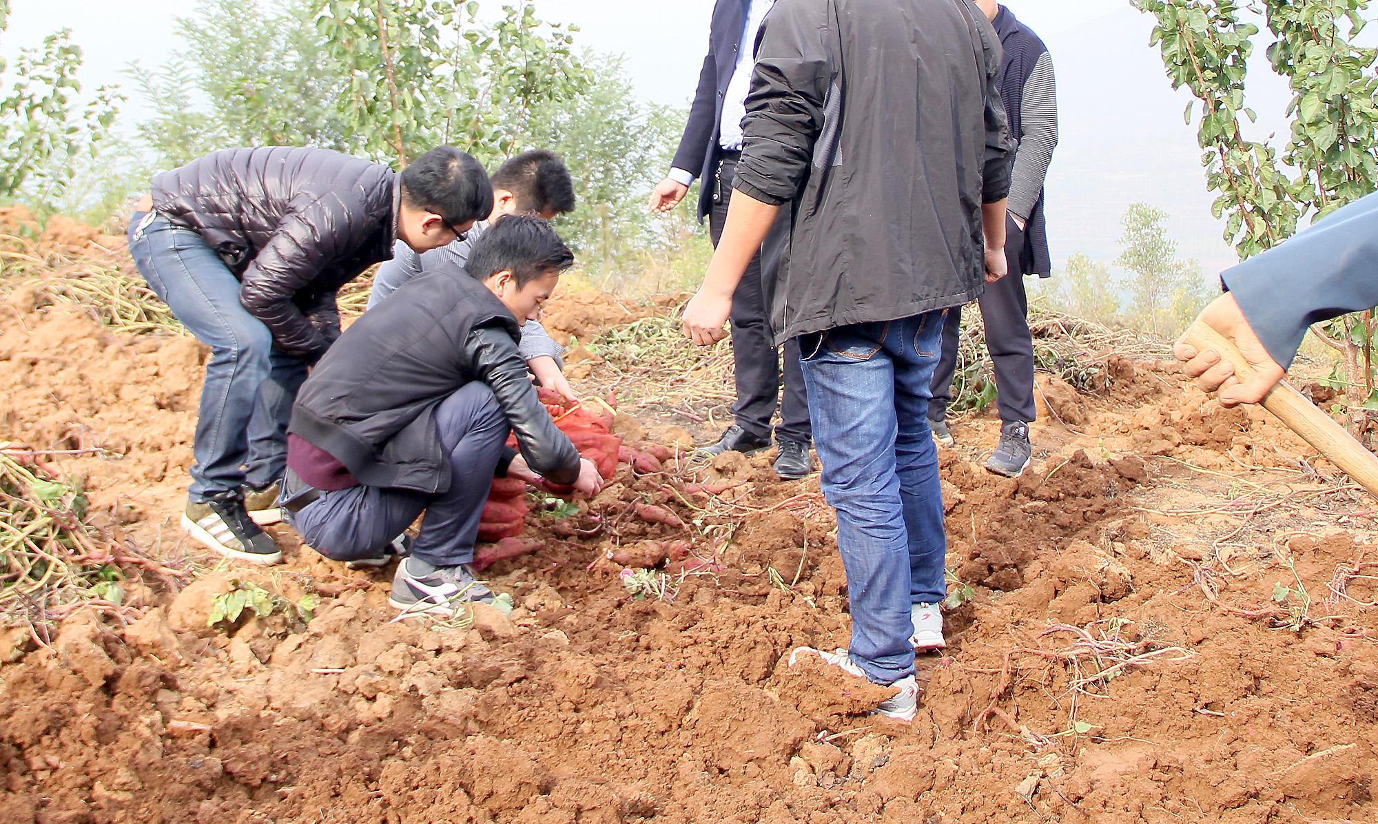 致富经养鸟_当鸟养土鸡致富经视频_致富经土鸡养殖技术视频