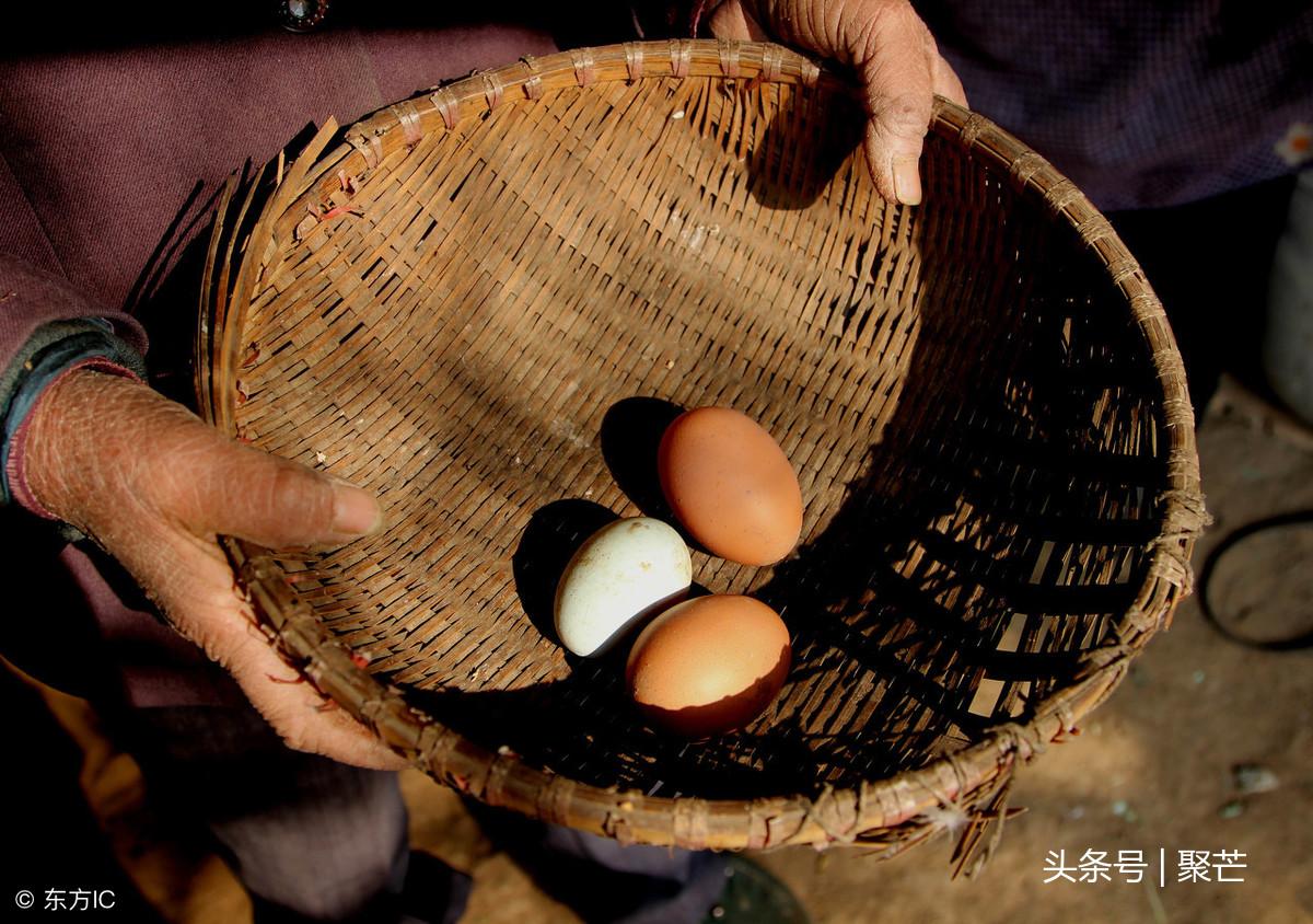 致富经养鸟_当鸟养土鸡致富经视频_致富经土鸡养殖技术视频