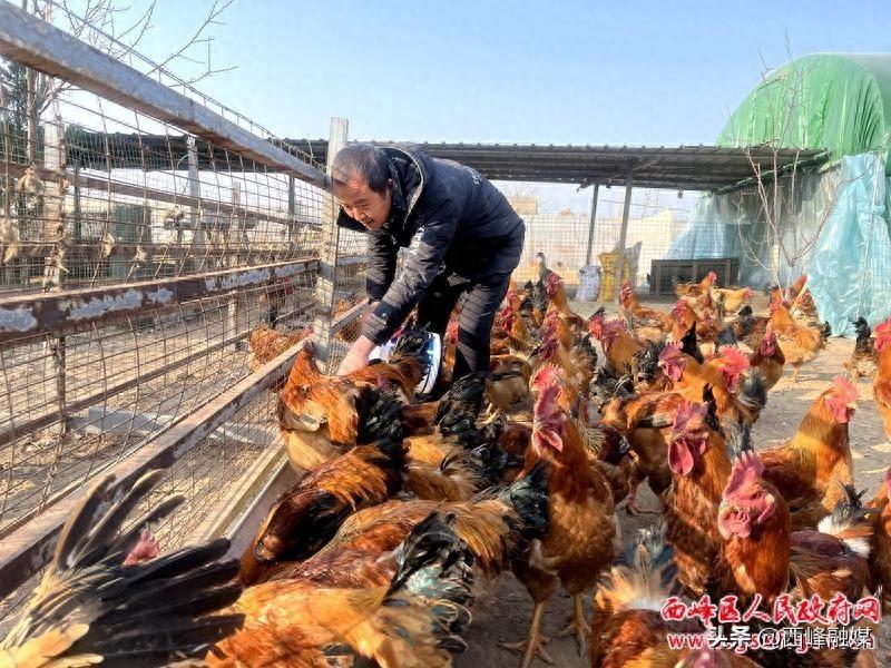 郭宗波：林下养土鸡 铺就生态养殖致富路