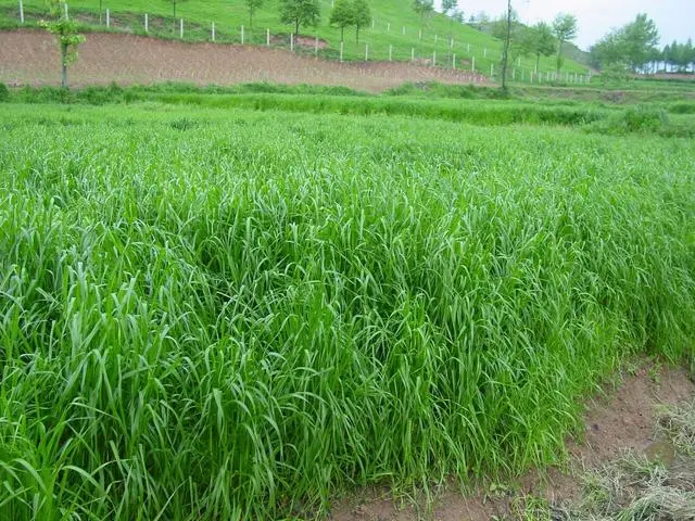 种植牧草赚钱吗_致富种植牧草项目怎么样_种植牧草致富项目