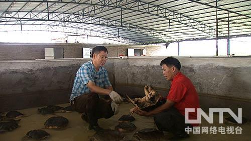 肉鸽养殖视频致富经_致富经养殖肉用种鸽视频_肉鸽养殖设备