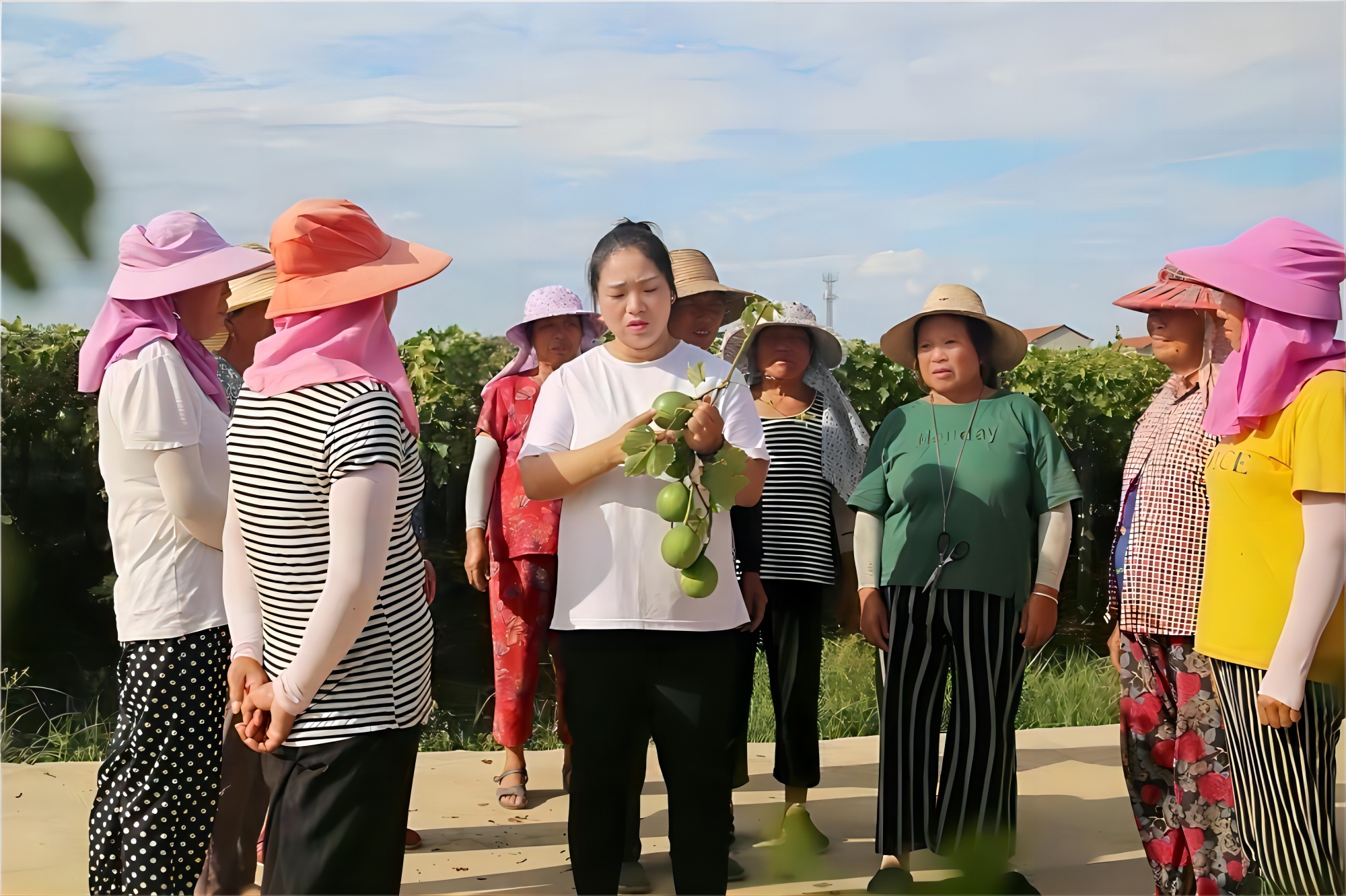 瓜蒌子价格_瓜蒌子致富经_瓜蒌子种植骗局