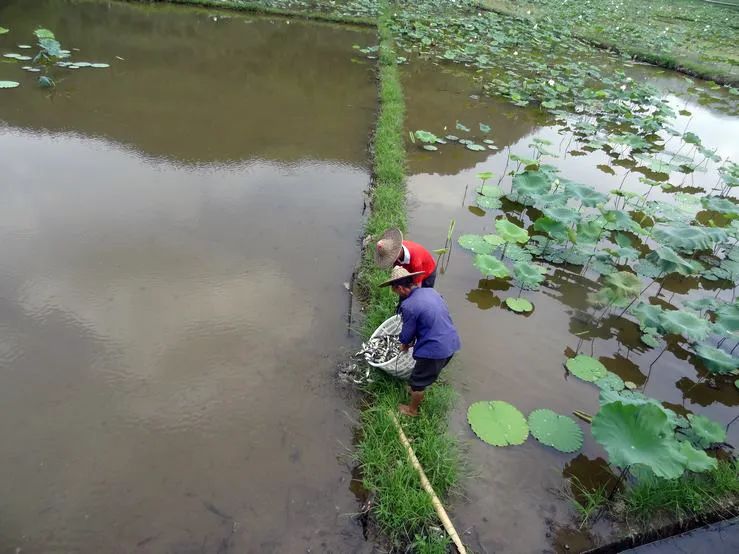 观赏莲藕种植技术_盆栽观赏莲藕怎样种植_观赏种植莲藕技术要点