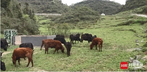 生态扶贫：“肉牛+牧草+甜橙” 四川财政打造古蔺新型种养模式