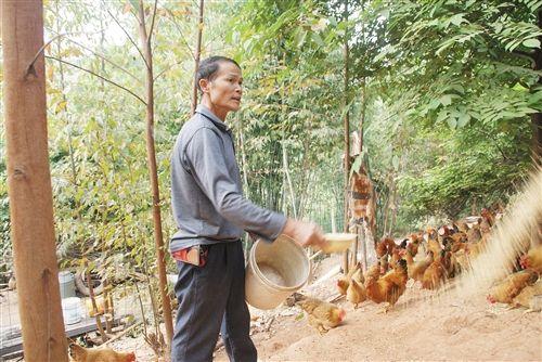 养殖致富鸡，生活有奔头