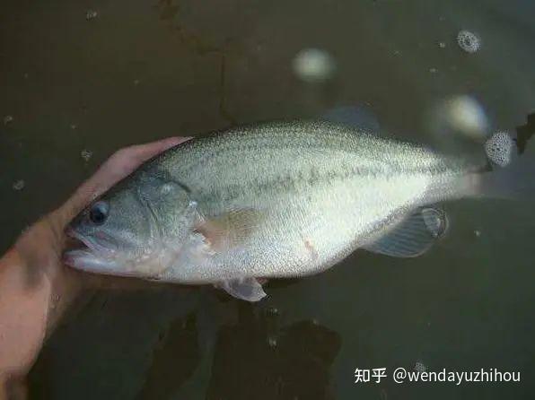 弹涂鱼怎么养在鱼缸里_弹涂鱼该怎么养_弹涂鱼实用养殖技术