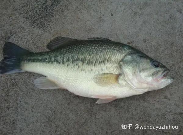 弹涂鱼该怎么养_弹涂鱼怎么养在鱼缸里_弹涂鱼实用养殖技术