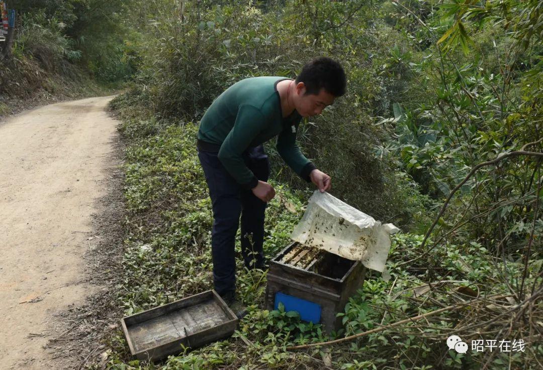 罗平养蜂合作社_罗平养蜂人_罗平蜜蜂养殖致富