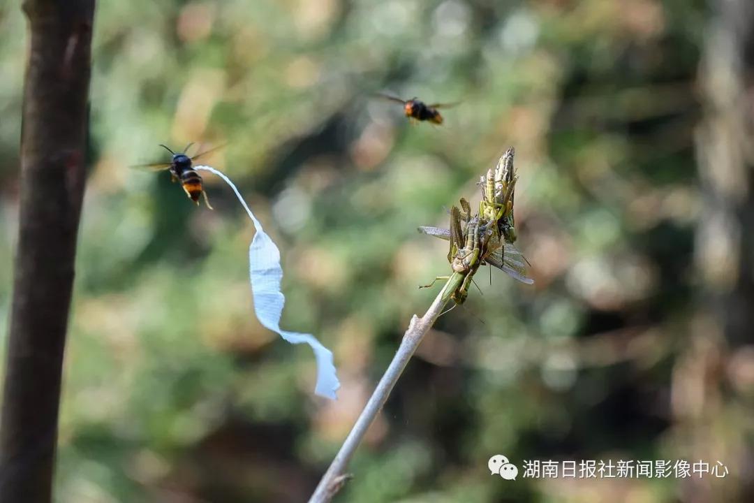 中央七套致富经养马蜂_中央7套致富经养牛_致富经养中蜂视频全集