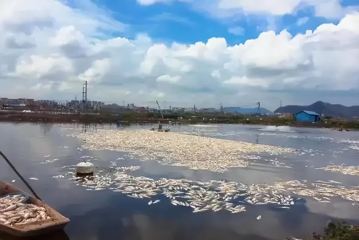 致富流水养殖项目有哪些_流水养殖致富项目_致富经水产养殖最好养的是什么