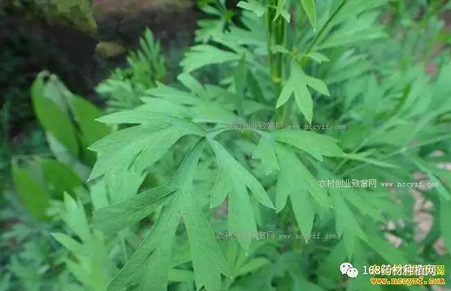 种植药材致富_草药种植致富_药材种植致富项目