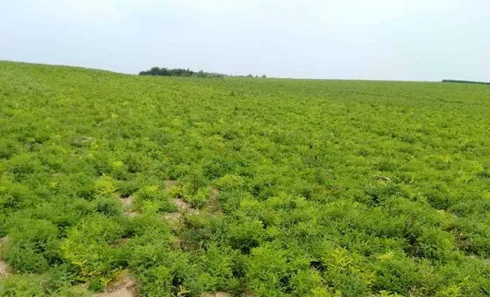 草药种植致富_致富药材种植基地地址_种植药材致富